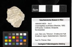 Foto (Objekt + Etiketten) von Cracensigillatus acutirostrus (Moericke, 1889) 